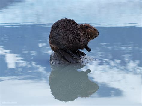 Juneau Alaska Wildlife Photography - Juneau Photo Tours