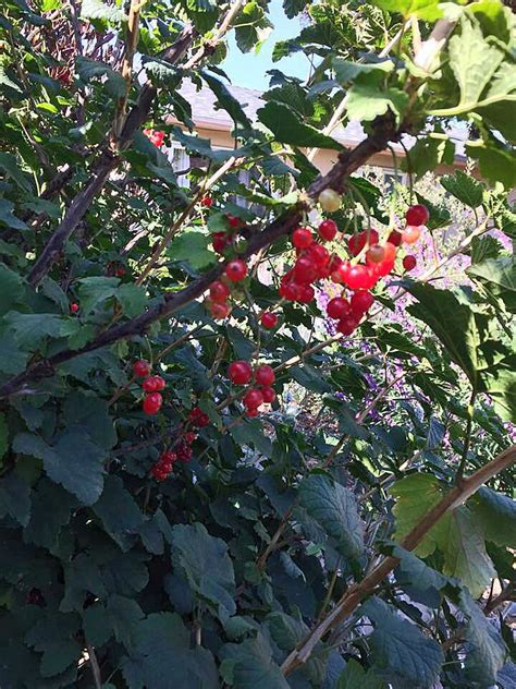 Red Currant Bush | Red currant bush, Currant bush, Outdoor