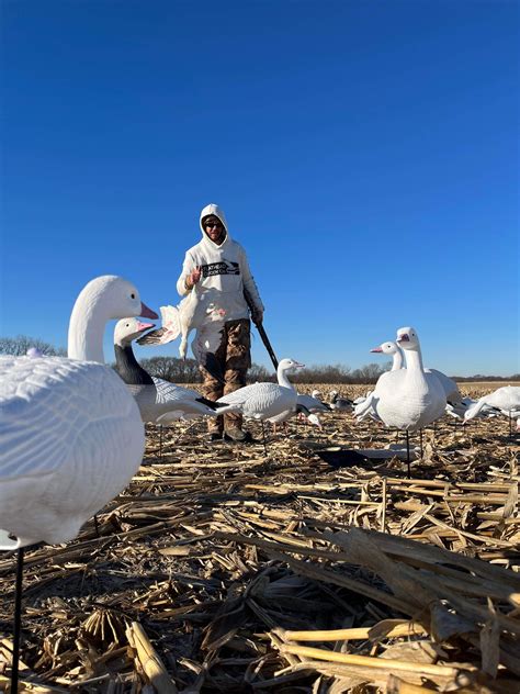 Snow Goose Decoys