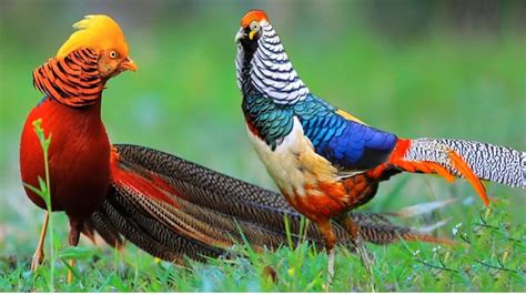 Pheasant and its different Breeds || Zoological Classification of Pheasant || fancy bird ...