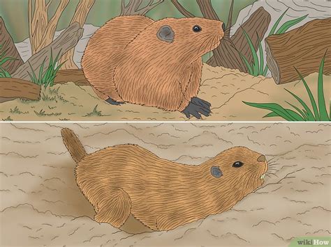 Gopher vs Groundhog: 11 Major Differences