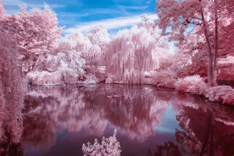 Sight beyond sight! Infrared and ultraviolet photography - The ...