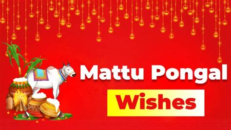 Mattu Pongal 2024: Happy Mattu Pongal Wishes, Images and Quotes in ...