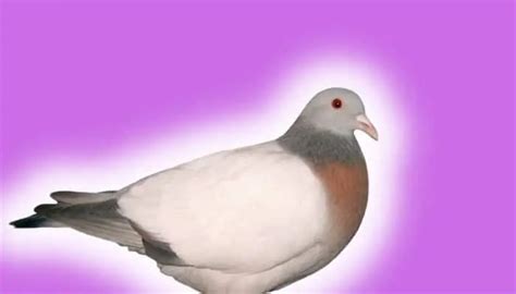 Coburg Lark Pigeon: Breed Guide – Pigeonpedia