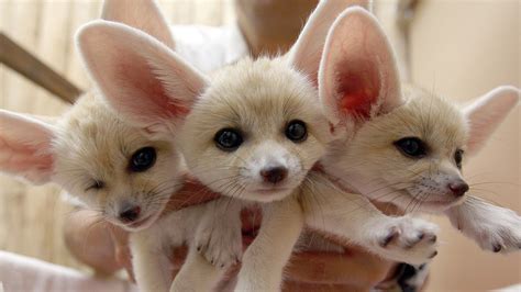 Baby Fennec Foxes - Daily Squee - Cute Animals - Cute Baby Animals ...