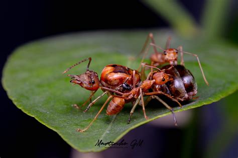 Oecophylla smaragdina, Asian Weaver Ants. Ecology and Care Guide — The Wild Martin