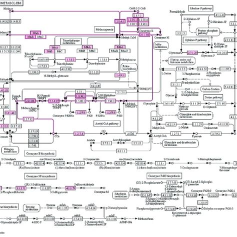 KEGG metabolic pathways by functional microbial communities. The ...