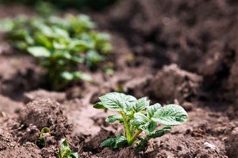 How To Harvest Homegrown Potatoes | Gardener's Path