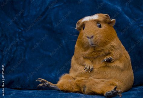 Funny guinea pig sitting in a funny pose on the dark blue background (with copy space on the ...