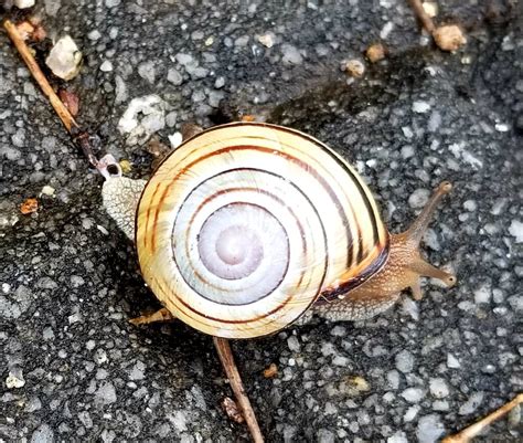 What the heck is a Sisu Snail? – Wander and Wonder