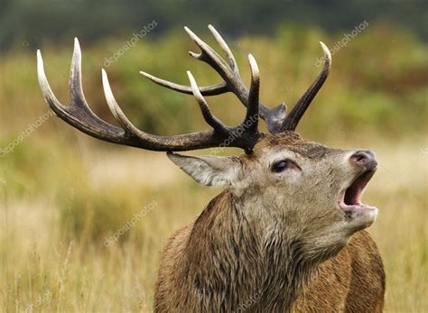 A red deer stag bellowing during the annual rut — Stock Photo © n1kcy #120039492