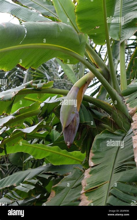 Banana tree with flower in Kumrokhali, West Bengal, India Stock Photo ...