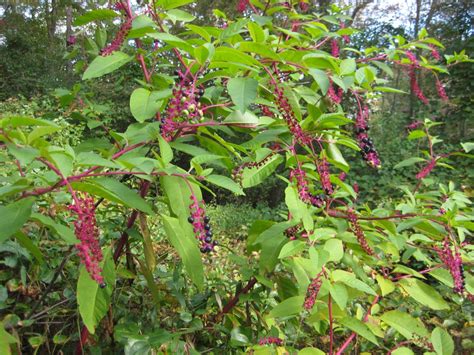 Pokeweed: Summer Giant