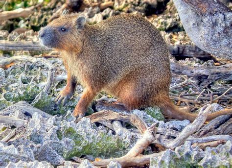 33 - Cuban Hutia | The Desmarest’s or Cuban hutia is the lar… | Flickr