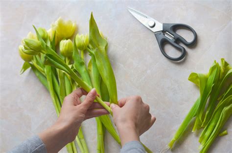 Tips for Growing and Cutting Tulips - Flower Magazine