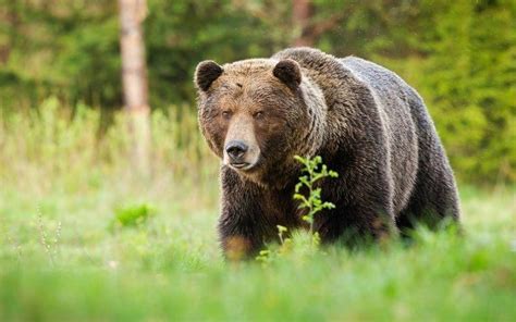 20 animales del bosque y sus características