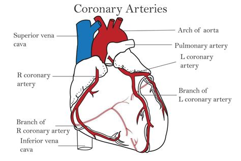 The coronary arteries of the heart, anterior view, including the aorta, left, and right coronary ...