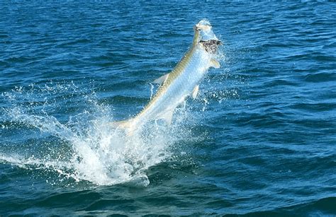 Tarpon | World Class Tarpon Fishing | Grande Adventures