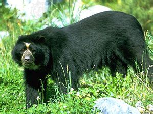 Spectacled bear | Diet, Habitat, & Facts | Britannica