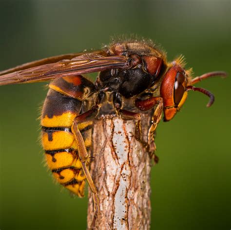 How to Treat a Hornet Sting - What to Do When Stung By a Hornet