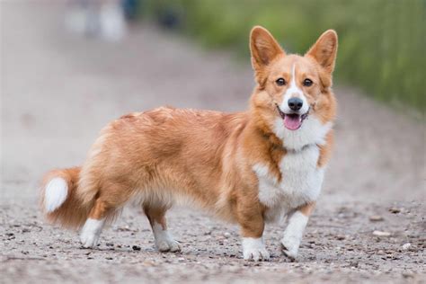 Corgi With Tail For Sale | PETSIDI