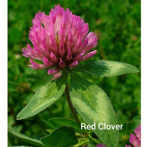 Red Clover - Blind Trapper Holistic Foods