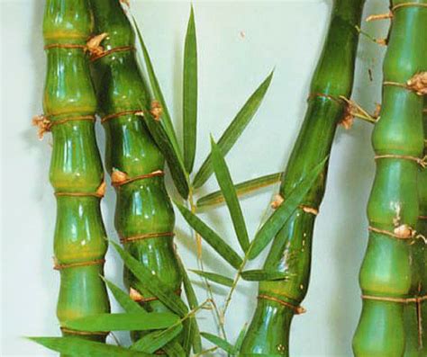 100Seeds Buddha's Belly Bamboo Bambusa Ventricosa, Golden Bamboo Seeds ...