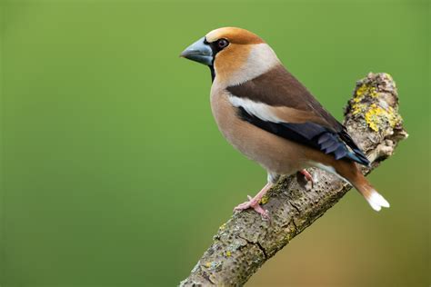 Hawfinch Bird Facts | Coccothraustes Coccothraustes