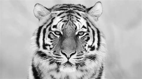 White Tiger Cub Wallpaper (57+ images)