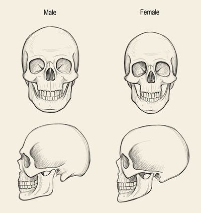 Anthropology: Skull based on Gender Diagram | Quizlet