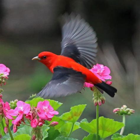 5 Vibrant Tanager Bird Species to Know - Birds and Blooms