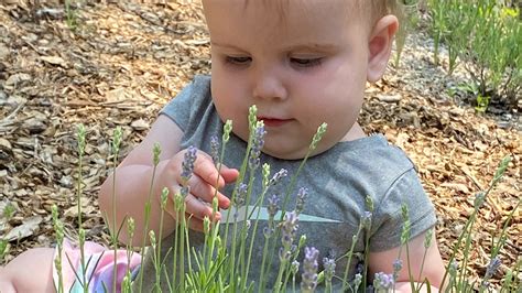 Adopt a Lavender Plant - Existing Farm Expansion by Renee Donohue — Kickstarter