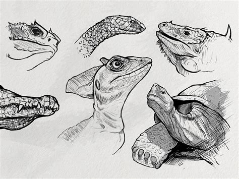 Sketches: Reptiles 1 by Manfred Rohrer on Dribbble