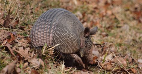 LBL Wildlife Report: Armadillos, Our (Fairly New) Armored Neighbors | WKMS