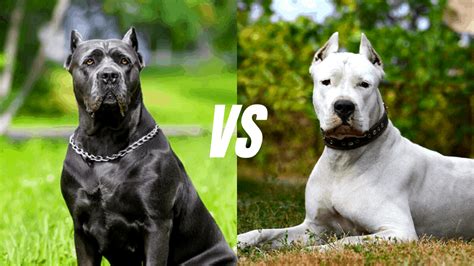 75+ Cane Corso Vs Dogo Argentino Size Picture - Codepromos