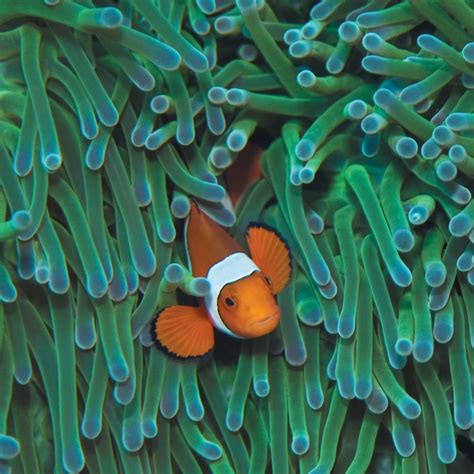 Population Connectivity in Clown Anemonefish | Buston Lab – Marine Evolutionary Ecology