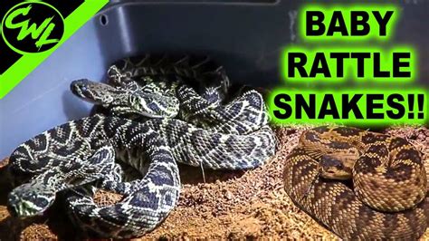 Lady Picks Up Baby Rattlesnake - Quotes Trending