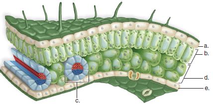 leaf epidermis diagram Diagram | Quizlet