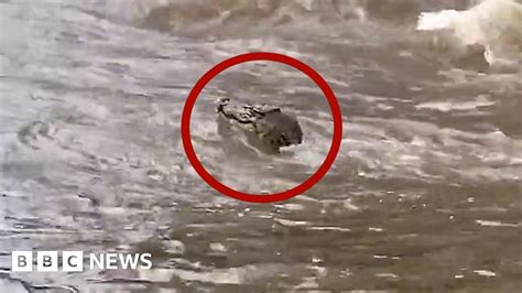 Australia floods: Swimming crocodile and wallaby captured as planes ...