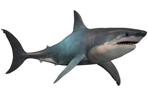 Facts About the Largest Marine Predator in History: The Megalodon