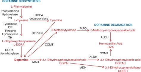 Figure 1, [Metabolic pathway of dopamine synthesis...]. - Parkinson’s ...