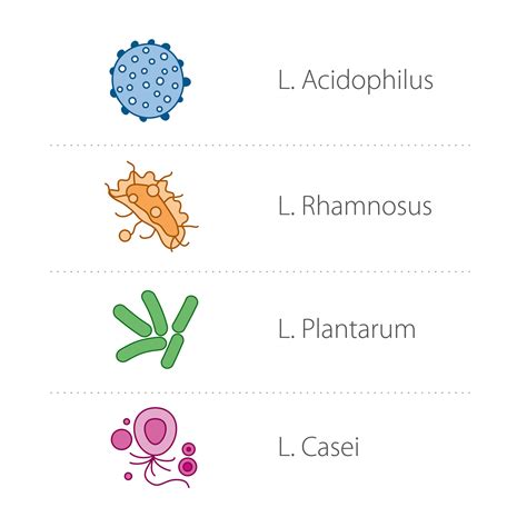 What are lactobacilli and what effect do they have on digestion? - MedicSpark.com