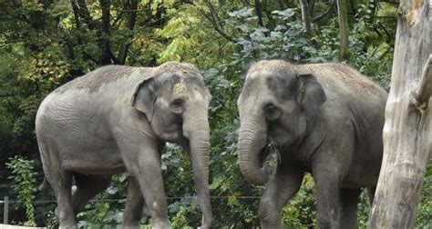 How rehoming the Asian elephant contributes to the conservation of this ...