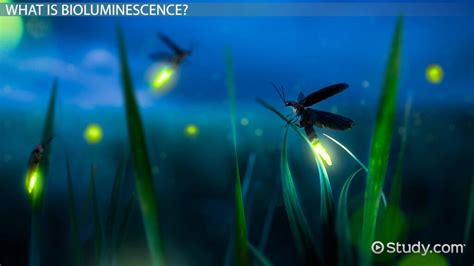 Bioluminescent Plants, Fungi & Bacteria | Overview & Examples - Lesson | Study.com