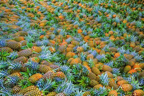 Photograph Pineapple Harvest by Jerry Lee on 500px