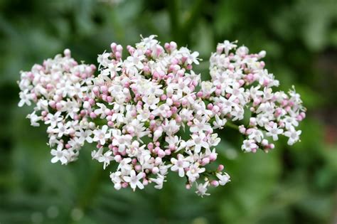 Premium Photo | Valerian flower garden