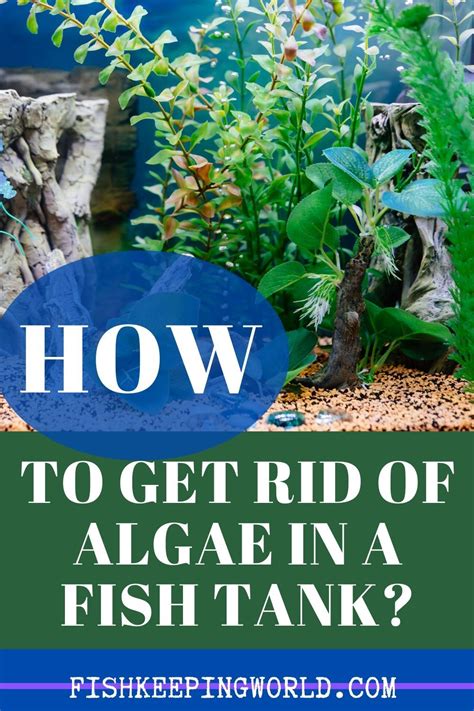 Do you want to know how to get rid of algae in a fish tank? We know how important it is for your ...