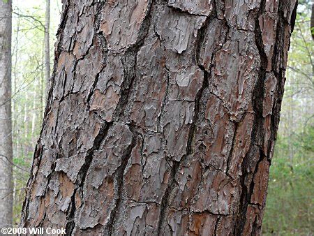 Loblolly Pine (Pinus taeda)