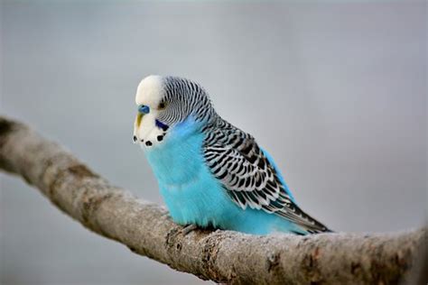 200+ Free Budgie & Parakeet Images