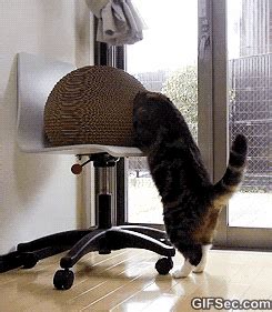 Picture - Funny GIF LOLCat FAIL - Viral Viral Videos